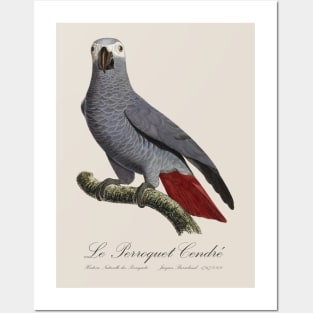 African Grey Parrot / Le Perroquet Cendre - 19th century Jacques Barraband Illustration Posters and Art